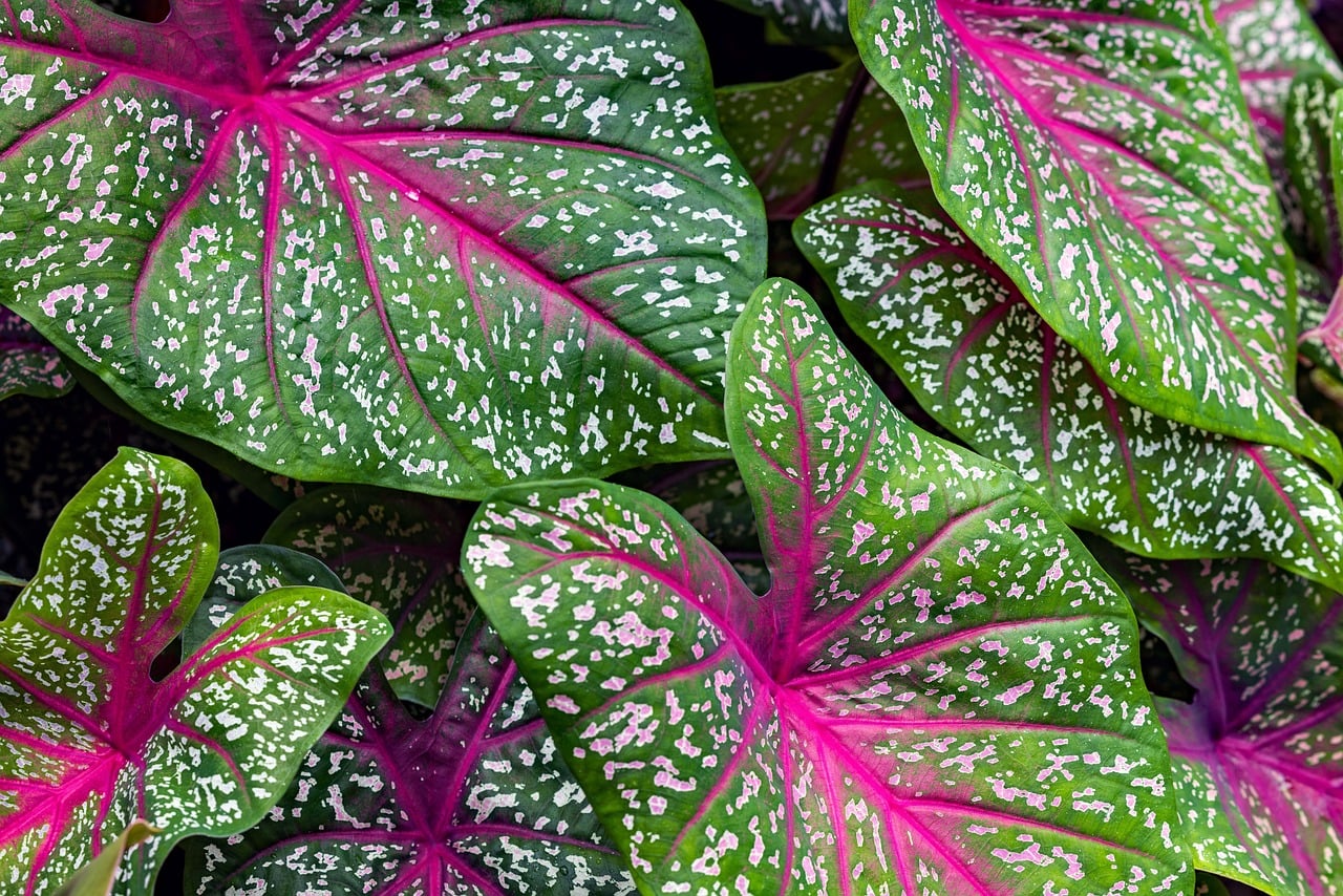 Colorful tropical leaves graphic with vibrant caladium foliage